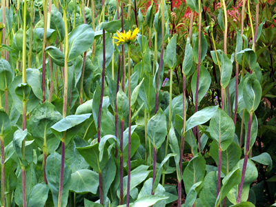Rudbeckia maxima - medium image 2