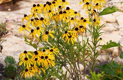 Rudbeckia missouriensis AGM - medium image 2