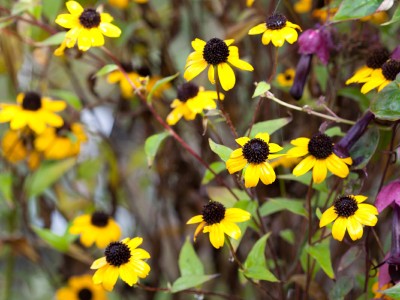 Rudbeckia triloba AGM - medium image 2