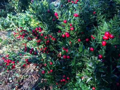 Ruscus aculeatus - medium image 2