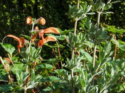 Salvia africana-lutea - medium image 2