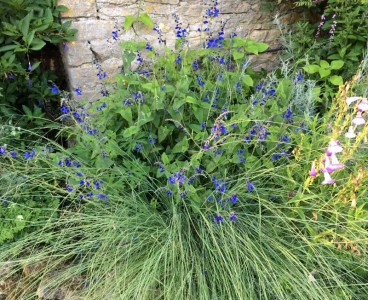 Salvia 'Amena' - medium image 2