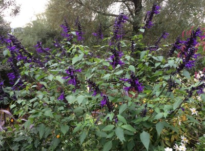 Salvia 'Amistad' - medium image 2