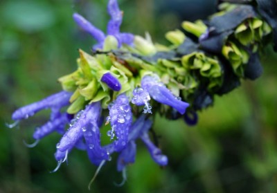 Salvia atrocyanea - medium image 2