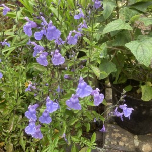 Salvia 'Blue Suede Shoes' - medium image 2