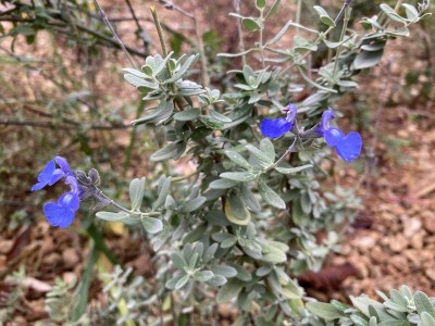 Salvia chamaedryoides silver-leaved - medium image 2