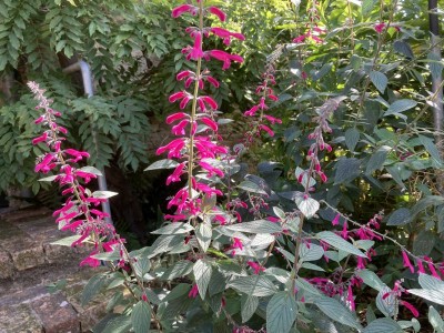 Salvia curviflora - medium image 2