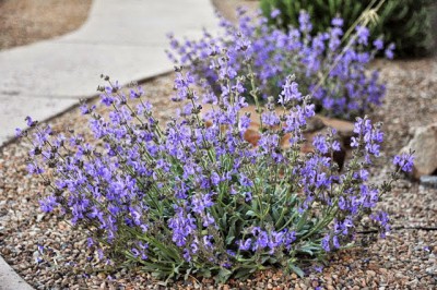 Salvia daghestanica - medium image 2