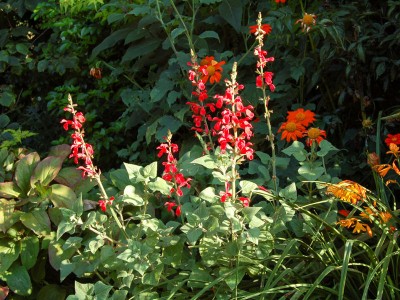 Salvia darcyii - medium image 2