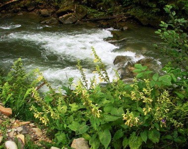 Salvia glutinosa - medium image 2