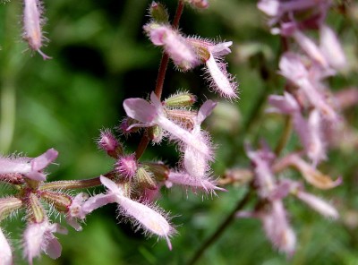 Salvia jurisicii - medium image 2