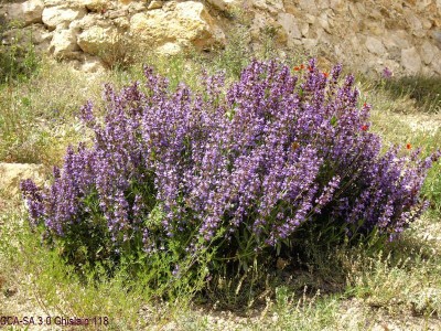 Salvia lavandulifolia - medium image 2