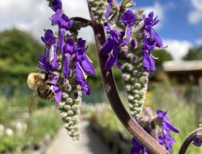 Salvia nutans - medium image 2