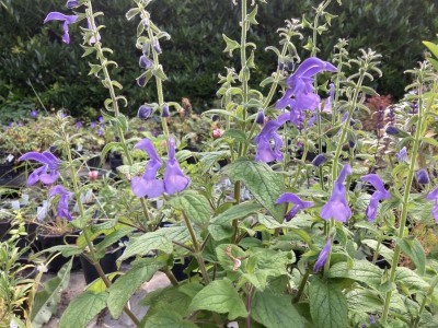 Salvia patens 'Chilcombe' - medium image 2