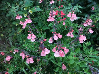 Salvia 'Ribambelle' AGM - medium image 2