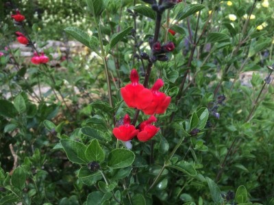 Salvia 'Royal Bumble' - medium image 2
