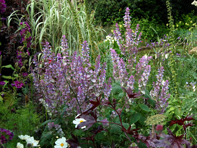 Salvia turkestanica - medium image 2