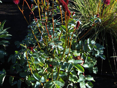 Sanguisorba menziesii - medium image 2