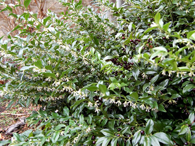 Sarcococca confusa - medium image 2