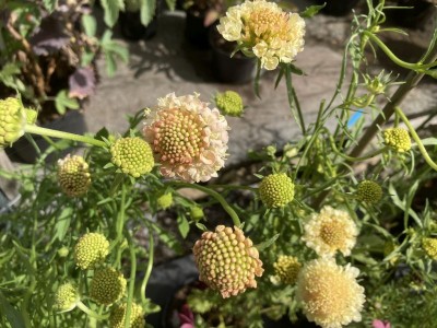 Scabiosa atropurpurea 'Fata Morgana' - medium image 2