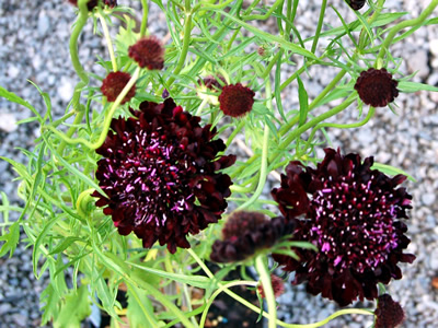 Scabiosa 'Black Knight' - medium image 2