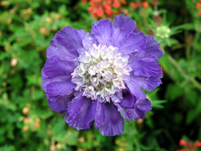 Scabiosa 'Deep Waters' - medium image 2