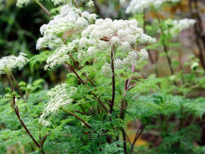 Selinum wallichianum - medium image 2