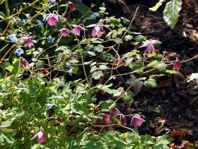 Semiaquilegia ecalcarata - medium image 2