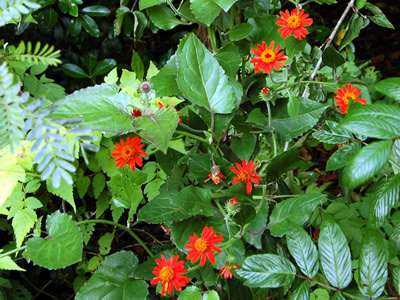 Senecio confusus - medium image 2