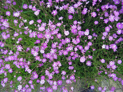 Senecio polyodon - medium image 2