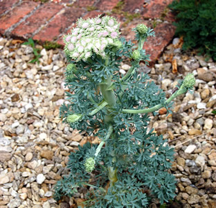 Seseli gummiferum - medium image 2