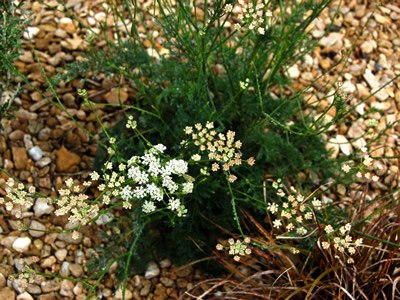 Seseli montanum - medium image 2