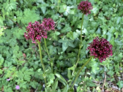 Silene asterias - medium image 2