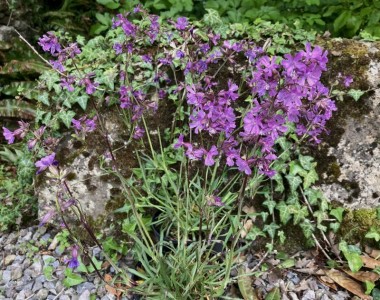 Silene atropurpurea - medium image 2