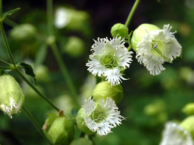 Silene fimbriata - medium image 2