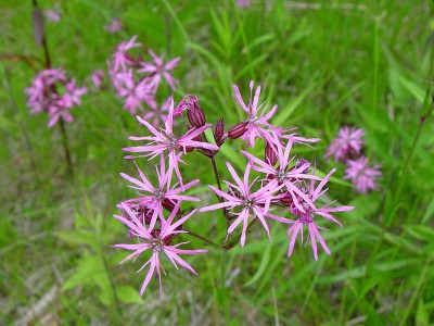 Silene flos-cuculi - medium image 2