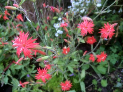 Silene laciniata 'Starburst' - medium image 2