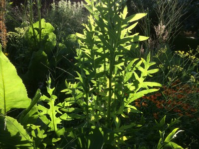 Silphium laciniatum - medium image 2