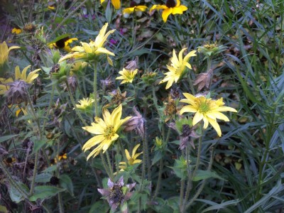 Silphium mohrii - medium image 2