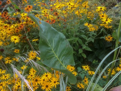 Silphium terebinthaceum - medium image 2