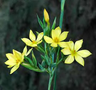 Sisyrinchium palmifolium - medium image 2