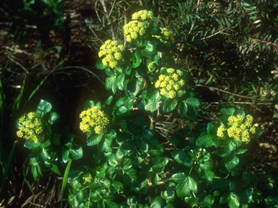 Smyrnium olusatrum - medium image 2