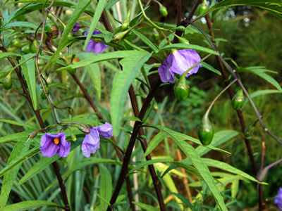 Solanum laciniatum - medium image 2