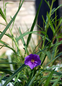 Solanum linearifolium - medium image 2