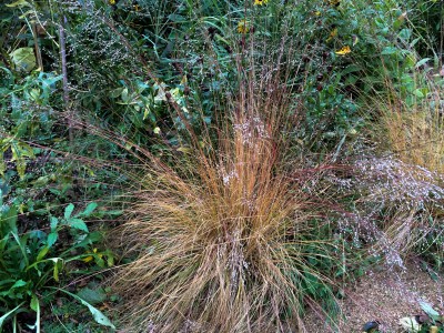 Sporobolus heterolepis - medium image 2