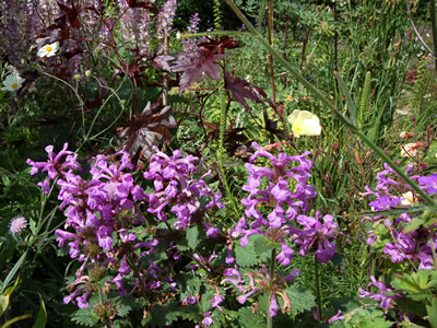 Stachys macrantha 'Superba' - medium image 2