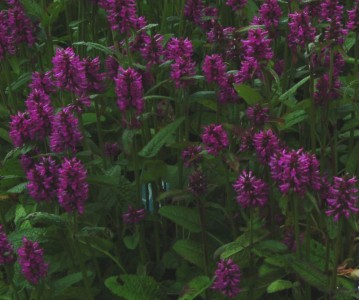 Stachys officinalis 'Hummelo' - medium image 2