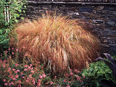 Stipa arundinacea - medium image 2