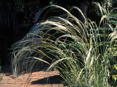 Stipa barbata - medium image 2