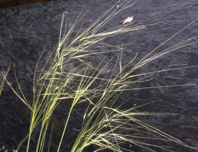 Stipa capillata - medium image 2